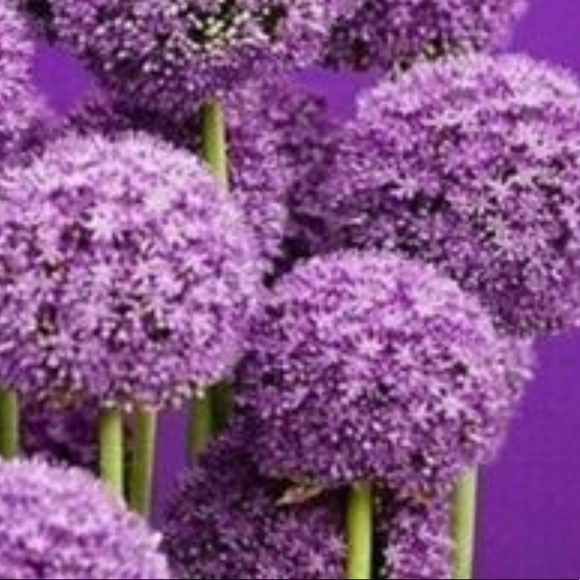 Meet your Posher, Nina - Picture 6 of 6